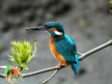 kingfisher1