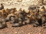Seals on the Ballestas