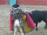 bullfight