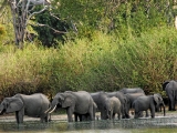 Elephants have the right of way/Jon Hanson