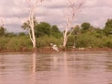 Egrets heading upstream/Martha Hut